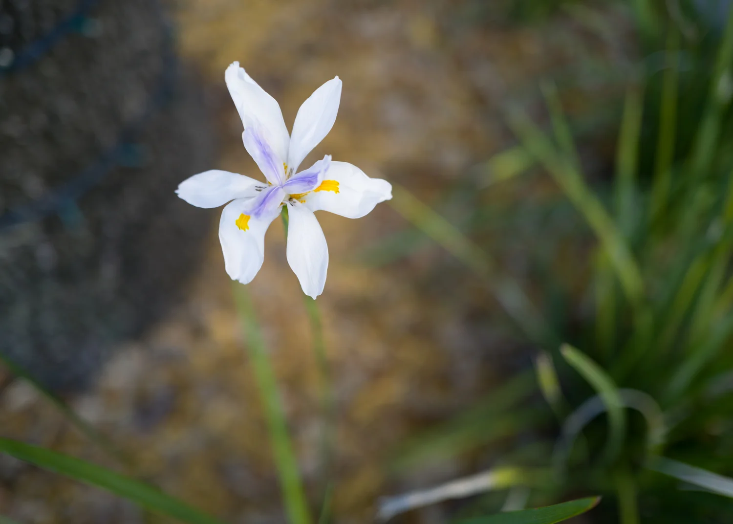 Flower Q2.jpg