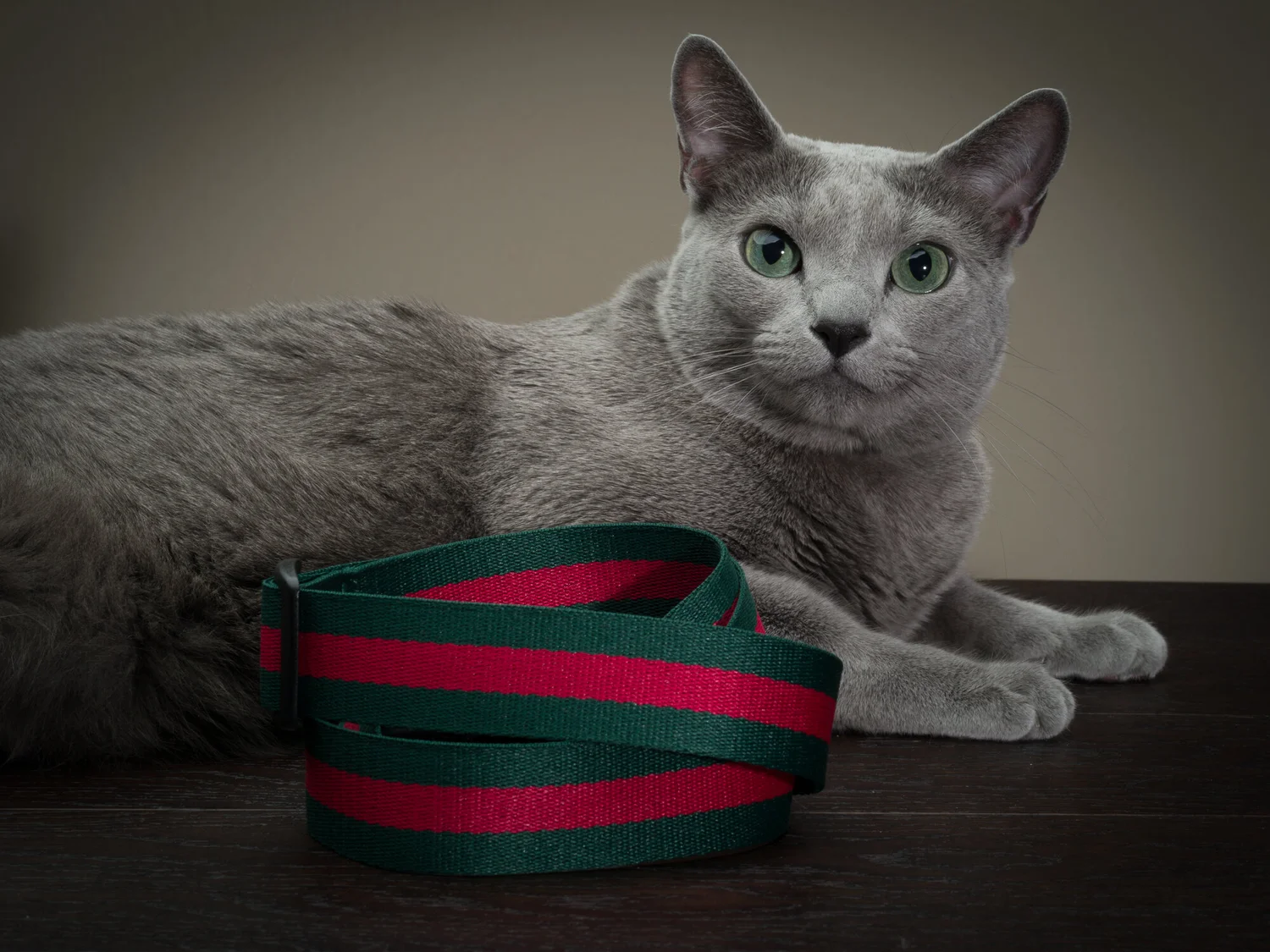Russian blue cat camera strap